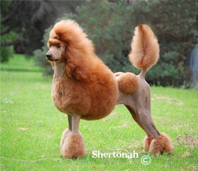 Тибетский мастиф рыжий щенок