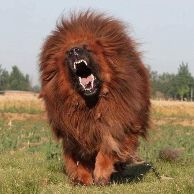 Маленькая собака в гриве Льва