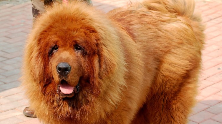 Тебердинский мастиф