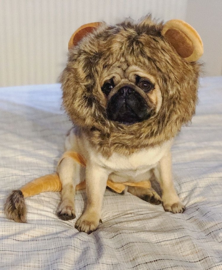 Кот в костюме Льва