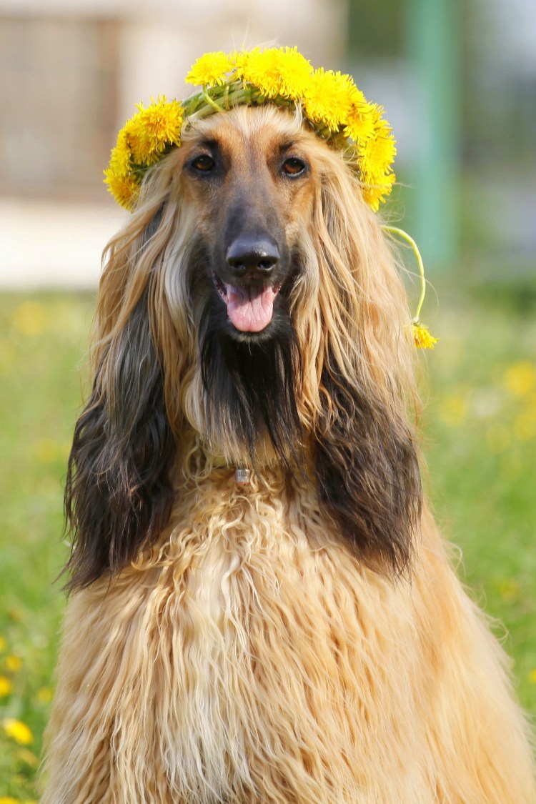 Голова шотландской овчарки