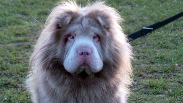 Мастиф с гривой Льва