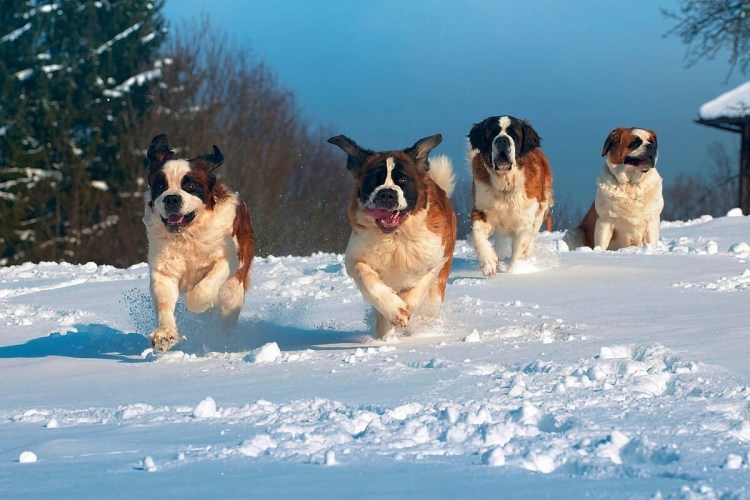 Сенбернар зимой