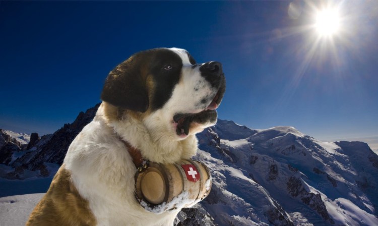 Альпийский Сенбернар