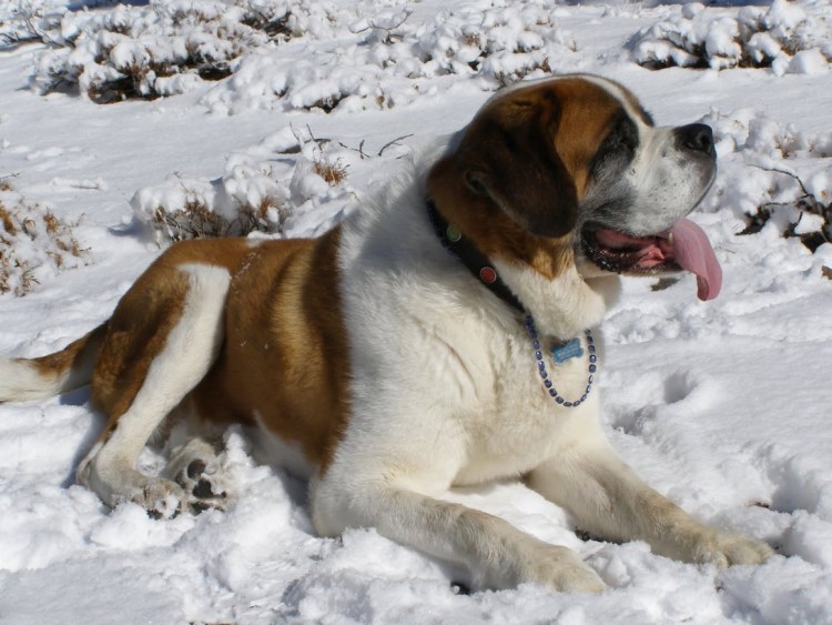 Сенбернар гладкошерстный