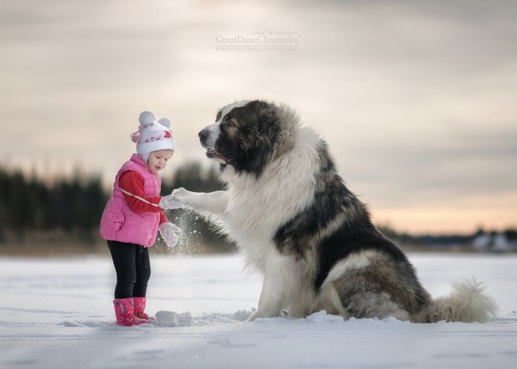 Дети и большие собаки