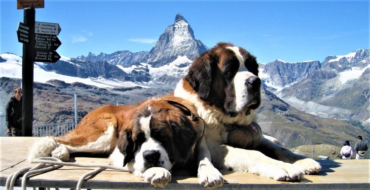 Сенбернар собака спасатель