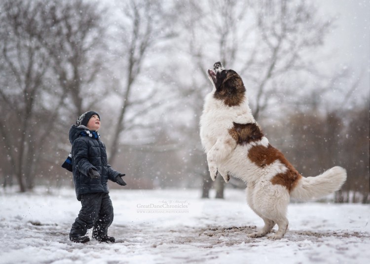 Прогулка с собакой зимой