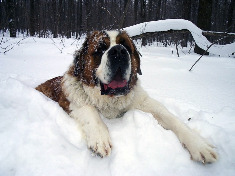 Сенбернар в снегу