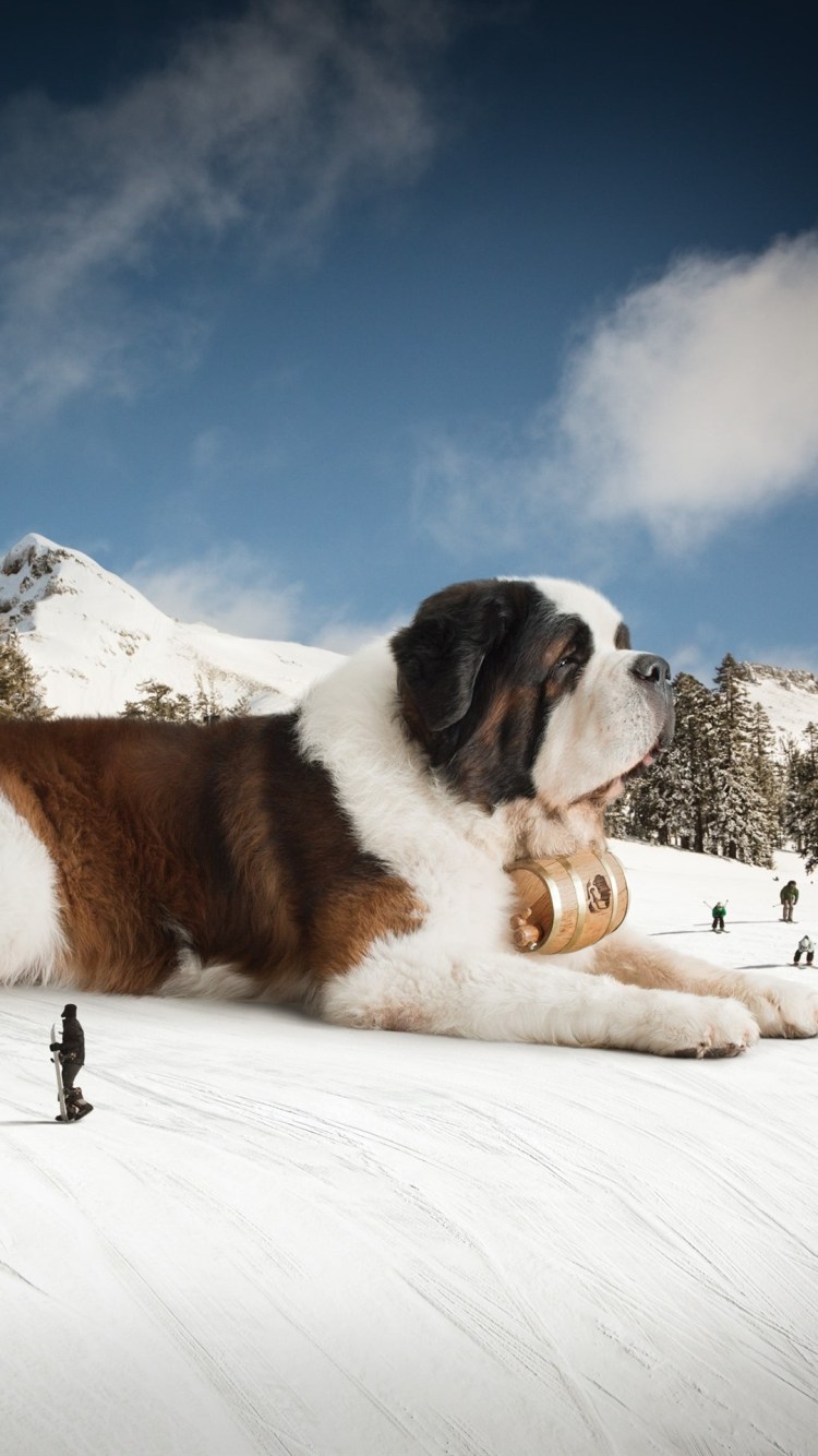 Тибетский Сенбернар