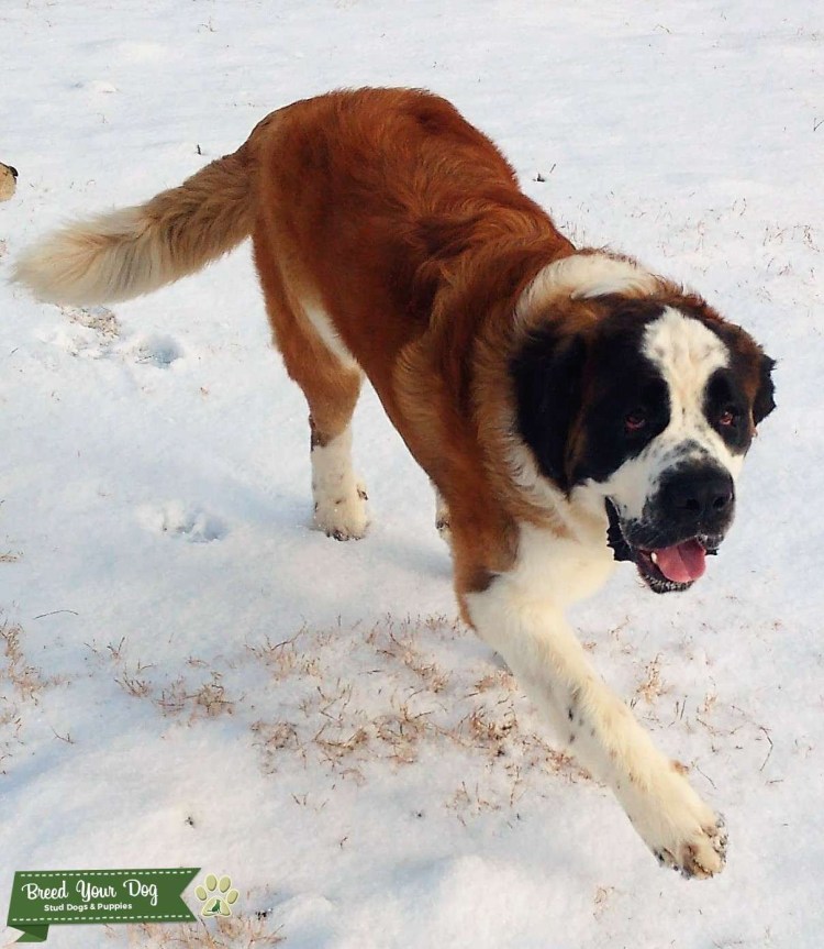 Сенбернар и алабай