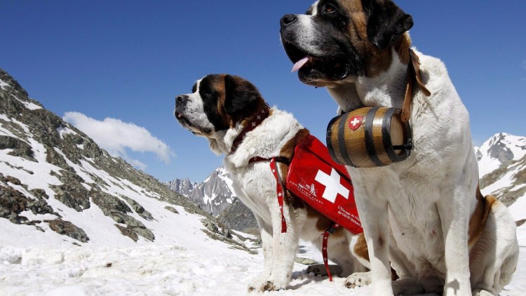 Швейцарский Сенбернар