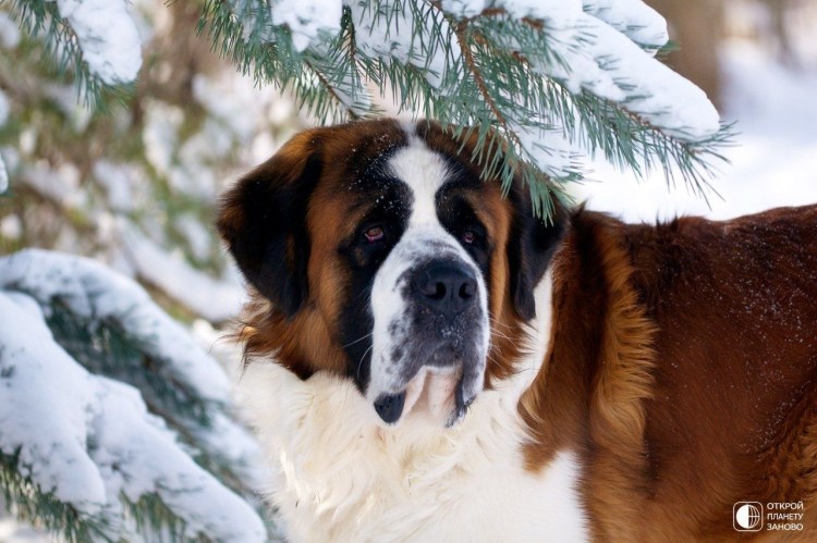 Красивый Сенбернар