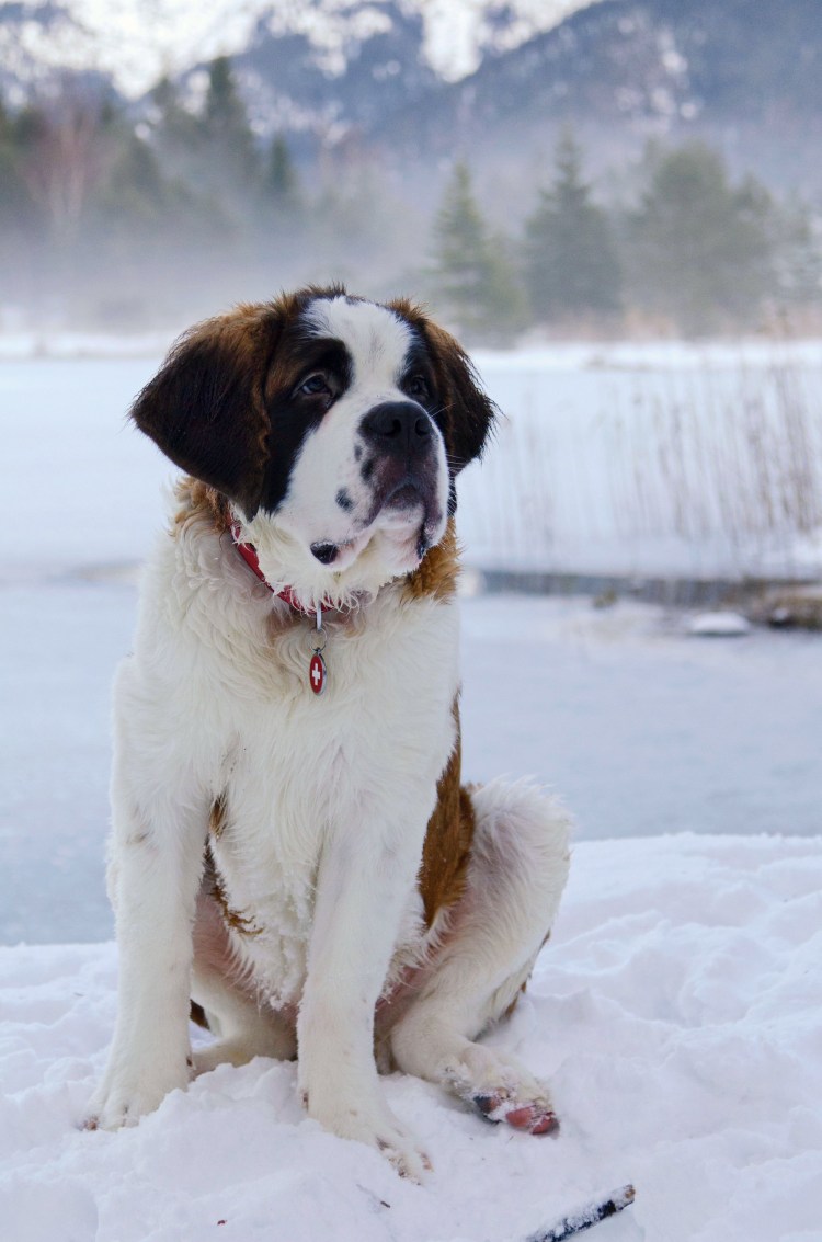 Сенбернар бенедиктинец