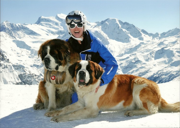 Сенбернар собака спасатель