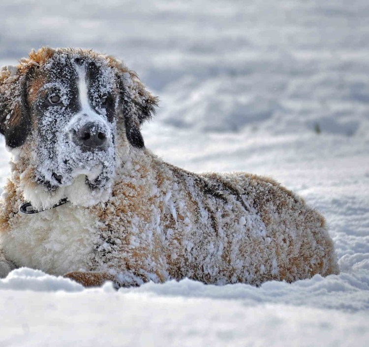 Сенбернар в снегу