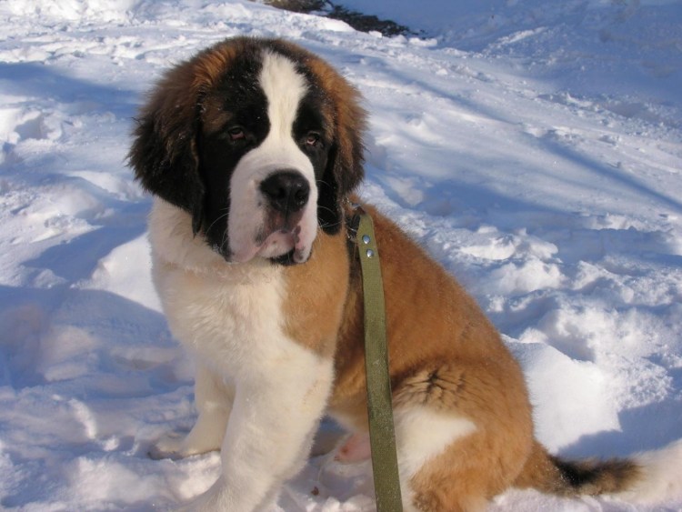 Тибетский Сенбернар