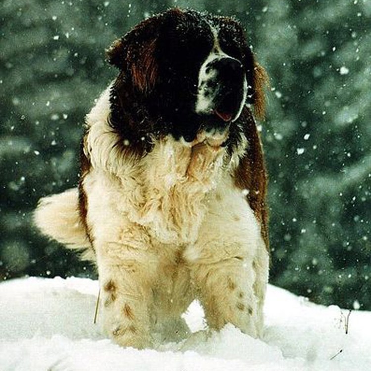 Сенбернар зима