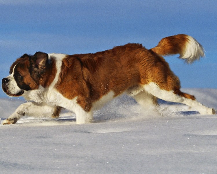 Швейцарский Сенбернар