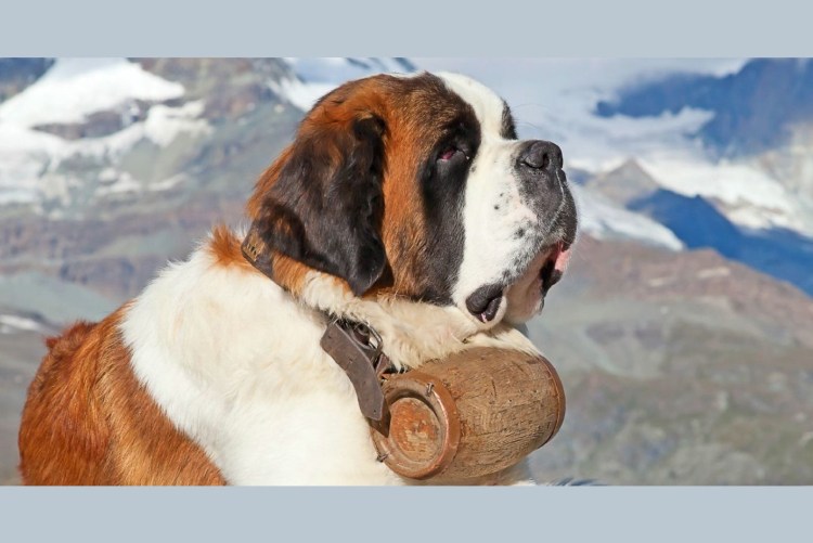 Сенбернар серый