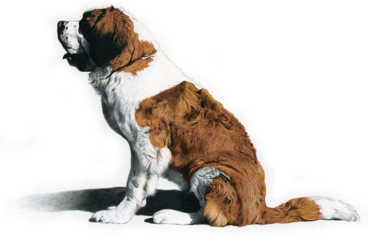 Сенбернар Гранд