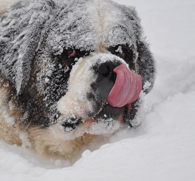Собака большая в снегу смешное фото
