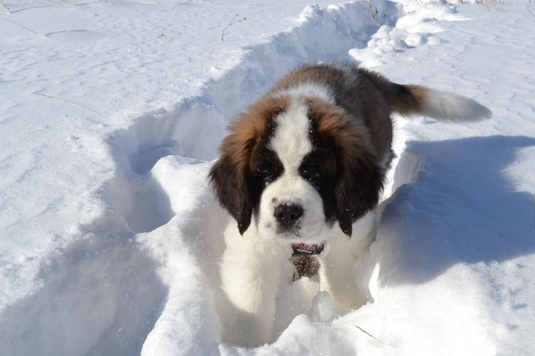 Сноу Бернар