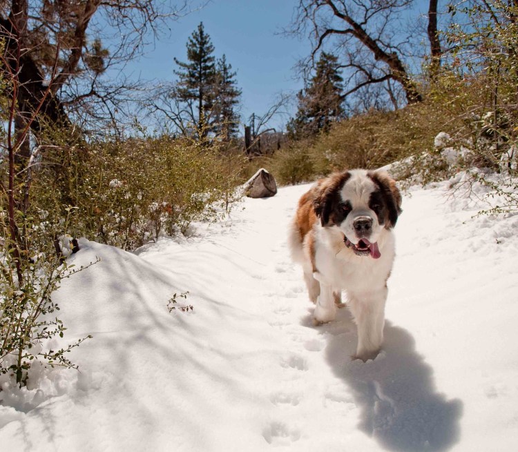 Шотландский Сенбернар