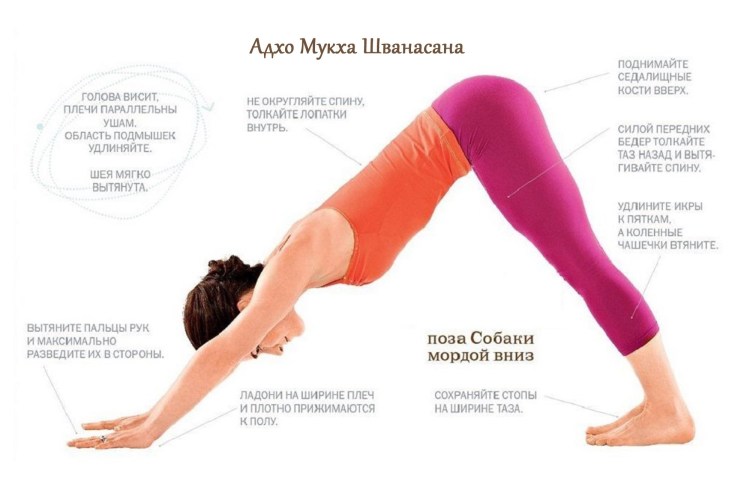 Адхо Мукха Шванасана поза собаки мордой вниз