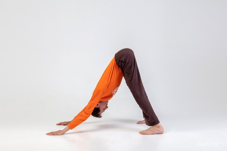 Поза собаки мордой вверх