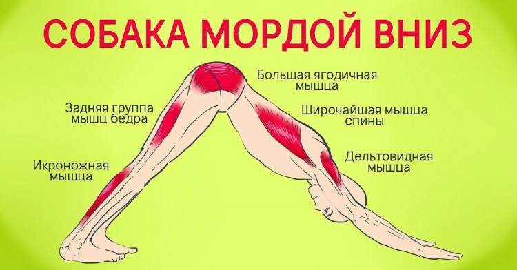 Собака мордой вниз техника выполнения для начинающих