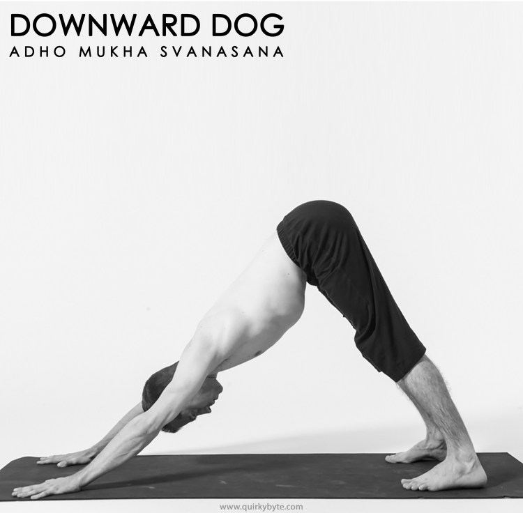 Собака мордой вниз