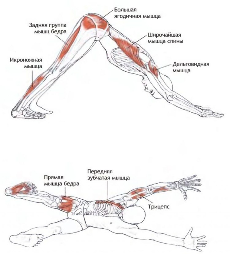 Мукха Шванасана