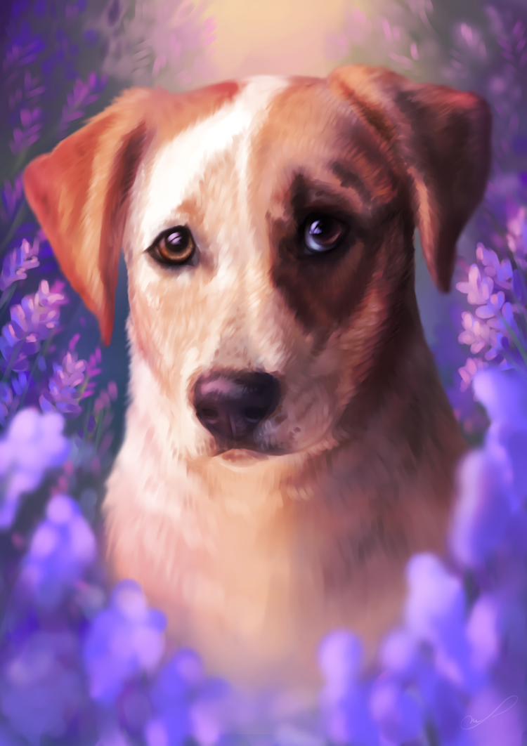 Собачки на аву