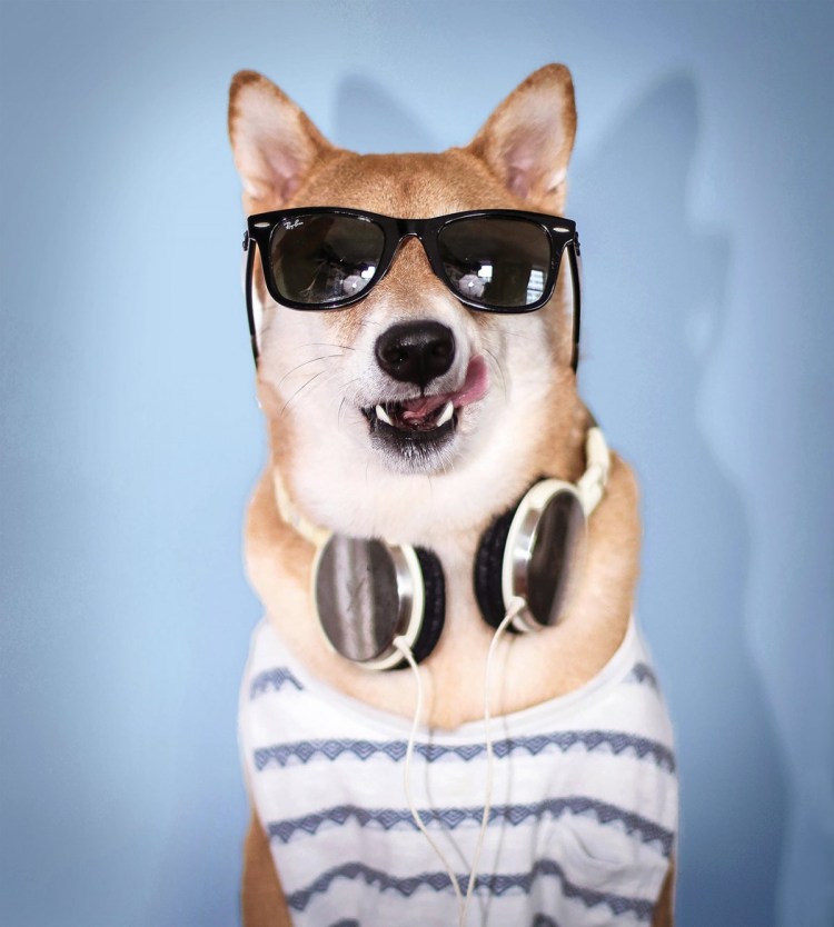 Крутые собаки