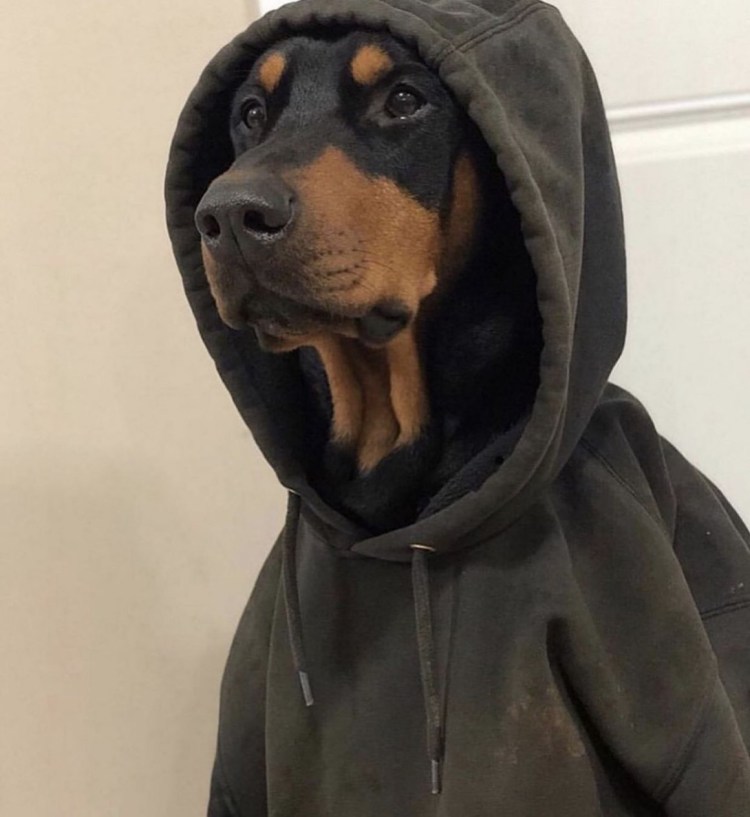 Доберман в худи