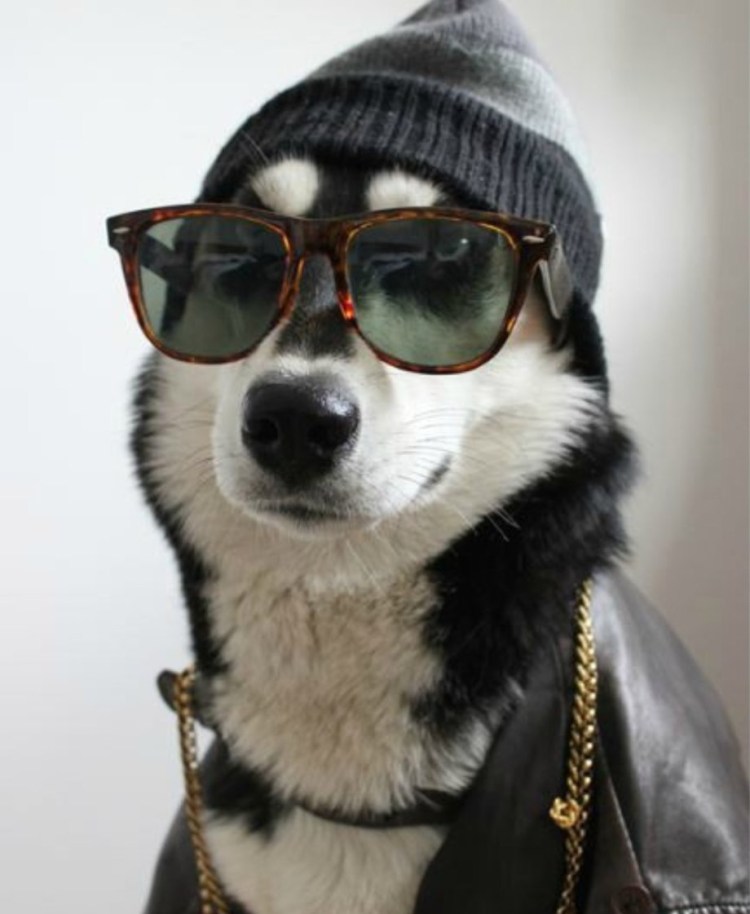 Хаски в очках