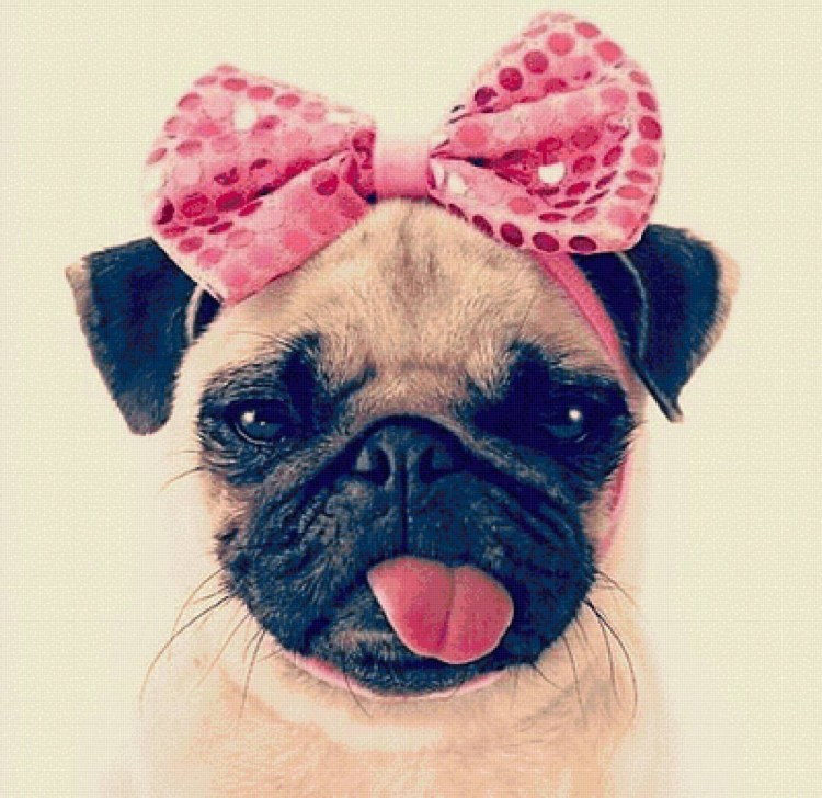 Собака Renegade Raider