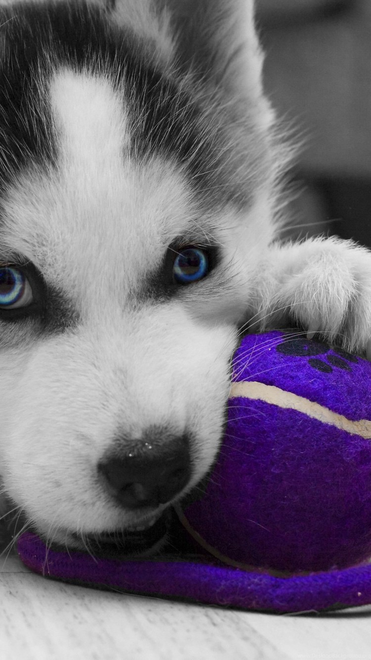 Сиба ину криптовалюта