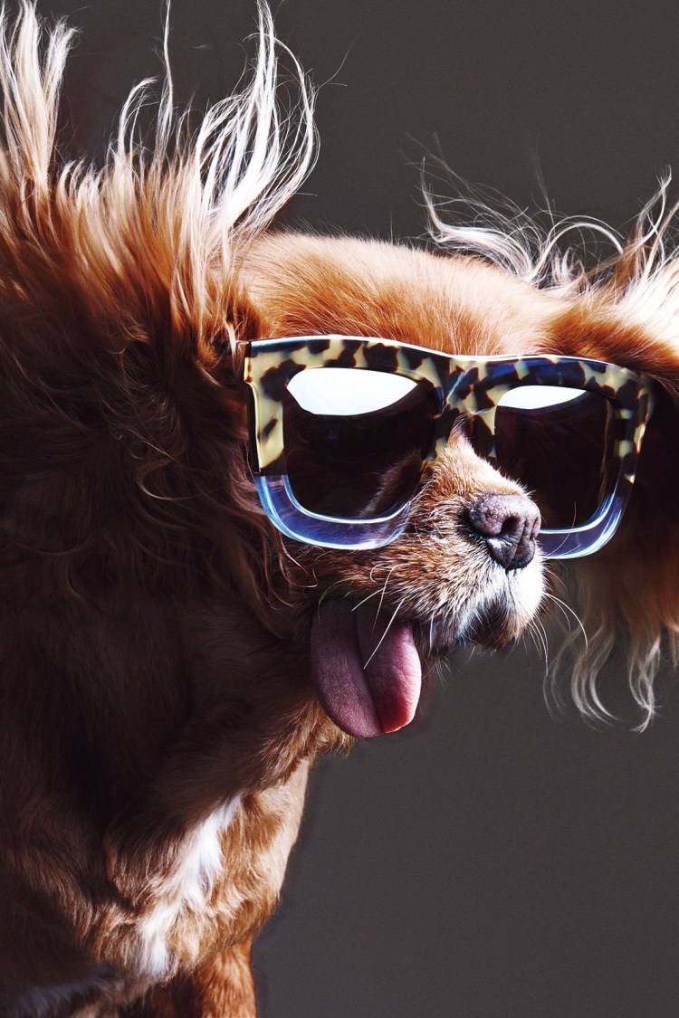 Собачка с очками