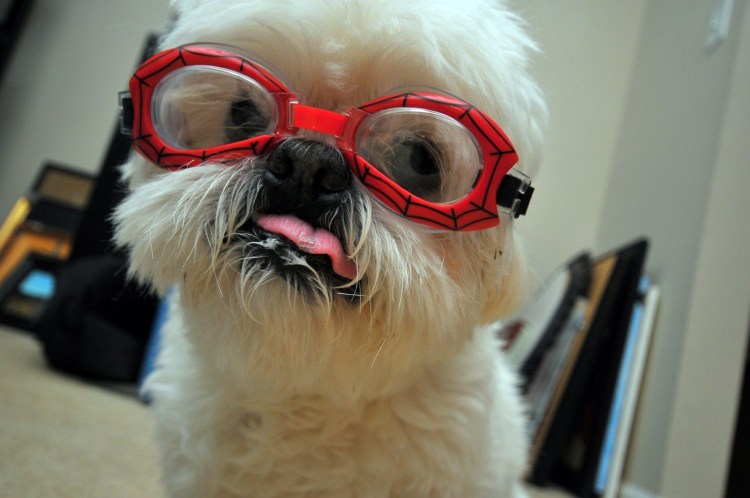 Крутая собачка в очках