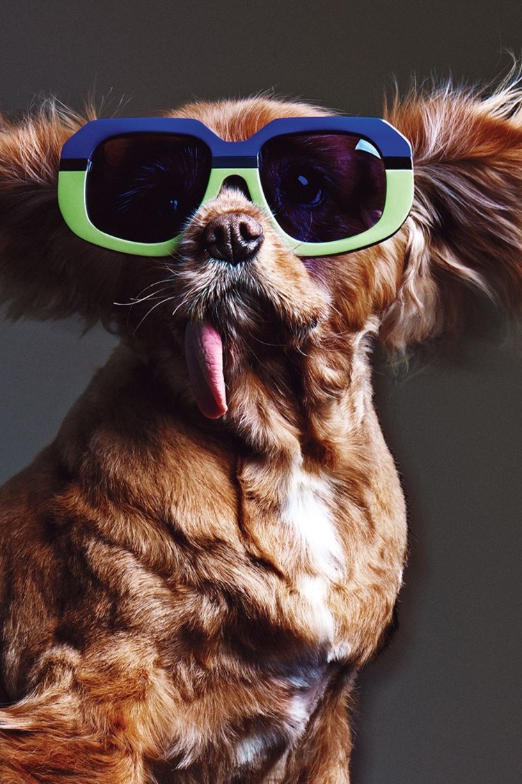 Постер собака в очках