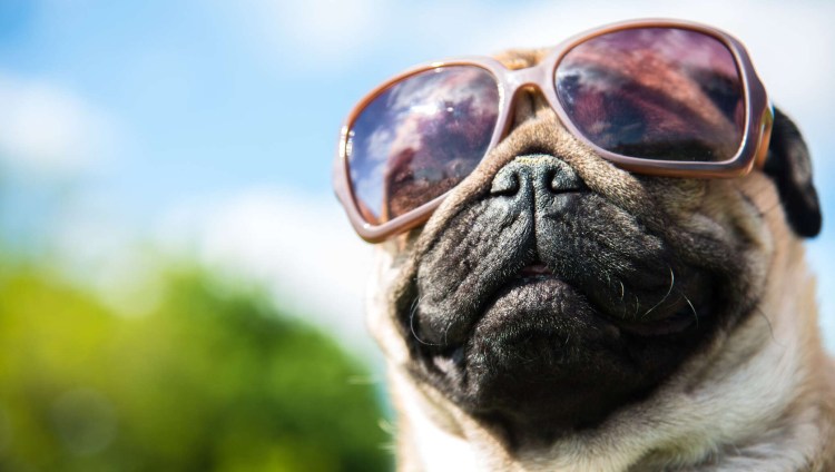 Собака в очках