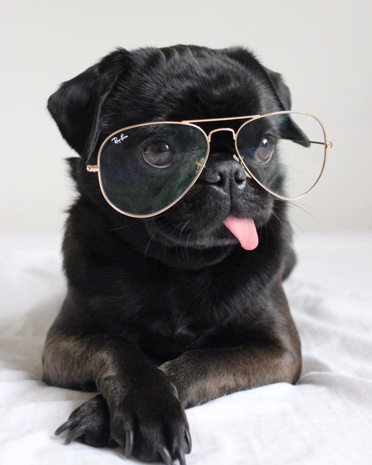Собака с розовыми очками