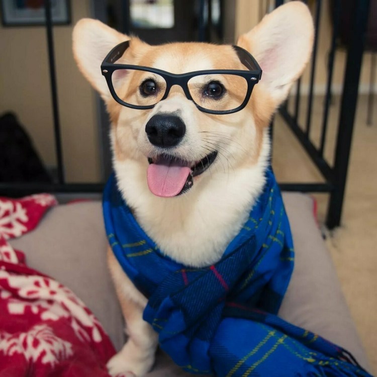 Pitbull порода собак