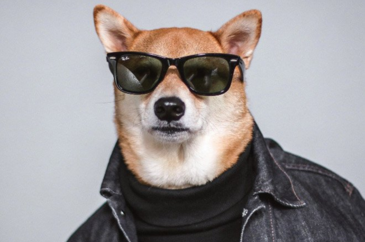 Собака в солнечных очках