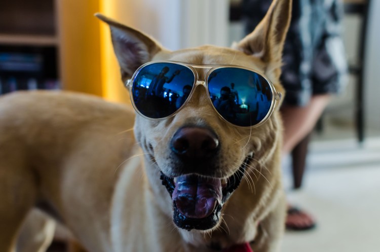 Собака в очках