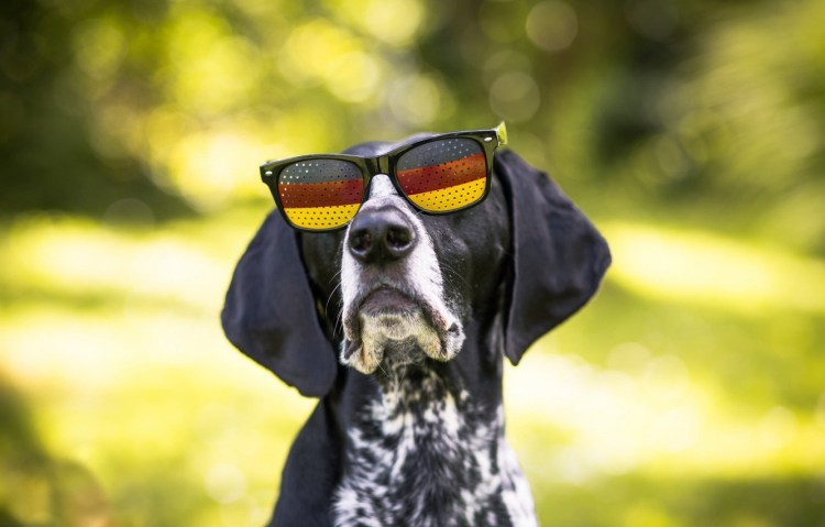 Шпиц в очках