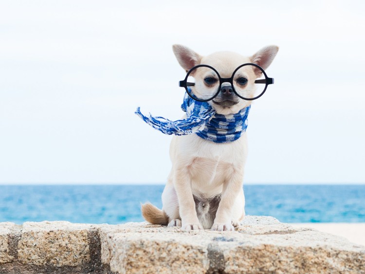 Крутые животные в очках