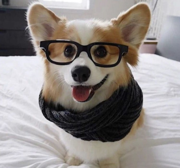 Собака в солнечных очках